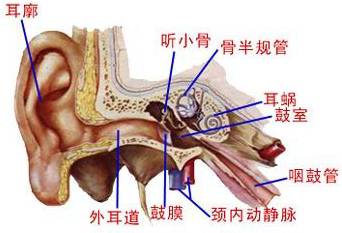 慢性中耳炎怎么治